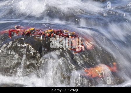 Crabe rouge de falaise, crabe rouge de roche, crabe rouge de falaise, crabe rouge de roche, autres animaux, Crabes, crustacés, animaux, Sally les crabes de pied léger tiennent serré comme vague Banque D'Images