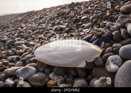 Seiches communes (Sepia officinalis), calmar commun, autres animaux, céphalopodes, animaux, Mollusques, écaille de seiche commune, délavé sur un Banque D'Images