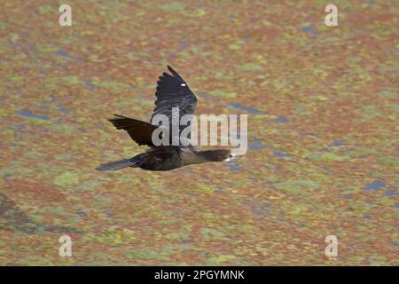 Petit cormoran (Phalacrocorax niger) adulte, plumage non reproductif, en vol au-dessus de l'eau, Keoladeo Ghana N. P. (Bharatpur), Rajasthan, Inde Banque D'Images