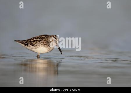 Sandpiper à bec large (Limicola falcinellus) adulte, plumage de reproduction, alimentation dans l'eau, Roumanie Banque D'Images