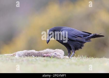 Corbeau commun (Corvus corax) adulte, se nourrissant sur la carrion du lapin européen (Oryctolagus cuniculus), Suffolk, Angleterre, mai (in Banque D'Images