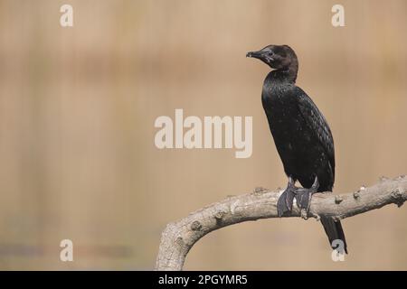 Pygmée Cormorant (Phalacrocorax pygmaeus) adulte, plumage reproductif, debout sur la branche, Hortobagy N. P. Hongrie Banque D'Images