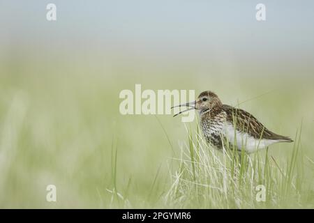 Dunlin (Calidris alpina) adulte, plumage de reproduction, appelant, debout sur une zone herbeuse dans la zone humide, Islande Banque D'Images