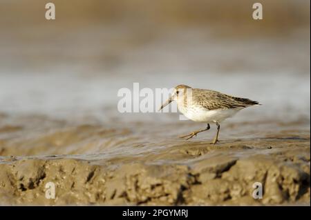 Dunlin (Calidris alpina) adulte, non-reproduction, alimentation sur les vasières, réserve de Snettisham RSPB, The Wash, Norfolk, Angleterre, Royaume-Uni Banque D'Images