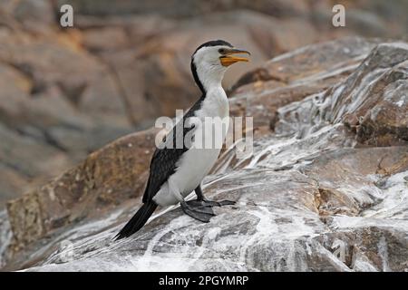 Little Pied Cormorant (Phalacrocorax melanoleucos) adulte, panting, debout sur la roche, Ormiston gorge, West MacDonnell N. P. West MacDonnell Range, Red Banque D'Images