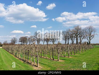 Plantation de pommiers (Malus), St. Hubert, Kempen, NRW, Allemagne Banque D'Images