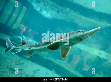 Esturgeon de mer européen (Acipenser esturio), Aquarium, Zoo, Wroclaw, Basse Silésie, Pologne Banque D'Images