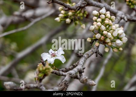 Fleurs blanches délicates et bourgeons d'un arbre de poire en fleur gros plan. Banque D'Images