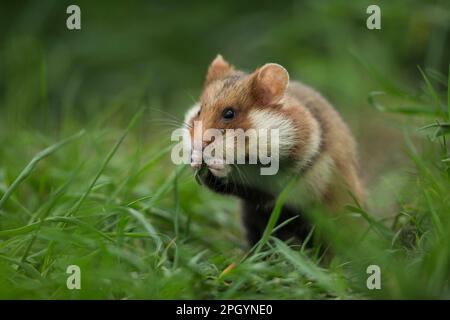 Hamster européen (Cricetus cricetus), adulte, Vienne, Autriche Banque D'Images