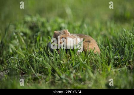 Hamster européen (Cricetus cricetus), adulte, Vienne, Autriche Banque D'Images