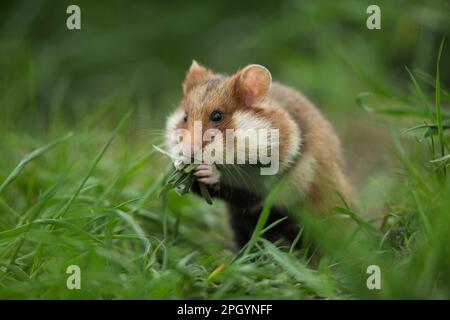 Hamster européen (Cricetus cricetus), adulte, Vienne, Autriche Banque D'Images