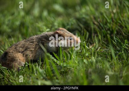 Hamster européen (Cricetus cricetus), adulte, Vienne, Autriche Banque D'Images