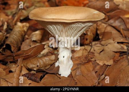 Champignon en entonnoir brun ocre, Infundibulicybe gibba Banque D'Images