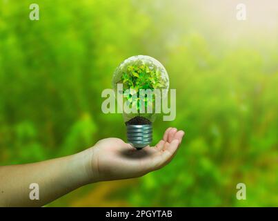 Ampoule avec plante verte à la main sur fond de nature floue. Concept d'écologie. ampoule énergie verte à une main avec arbre à l'intérieur Banque D'Images
