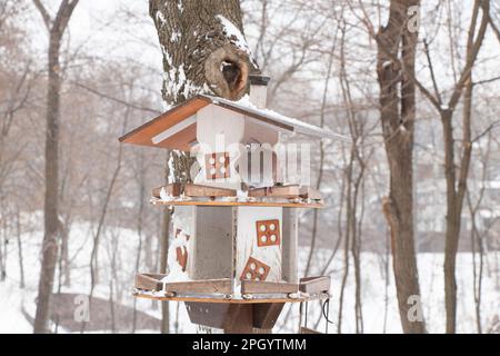 pigeon assis dans une maison d'oiseaux sur un arbre dans un parc en hiver après-midi Banque D'Images