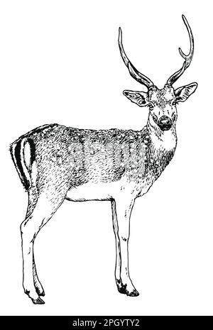 Cerf à pois, dessiné à la main, illustration vectorielle Illustration de Vecteur