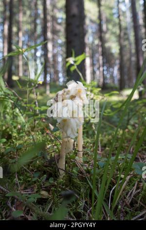 Pinesap en forêt finlandaise (Monotropha hypopitys) Banque D'Images