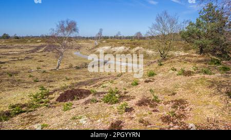 Dunes dans le parc national de Drents-Friese Wold, pays-Bas Banque D'Images