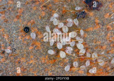 Acariens, petits arachnidés (acaridae, acariens oribatidés, Oribatida) sur les restes de plantes pourries. Banque D'Images