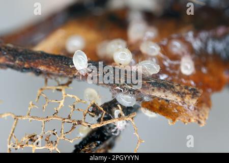 Acariens, nombreuses espèces de petits arthropodes, membres de la sous-classe acari des acariens et des tiques. Banque D'Images