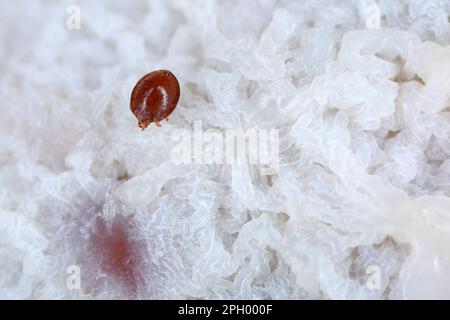 Acarien de mousse oribatide (Oribatida). Petits arachnides vivant dans le sol ou le paillis. Banque D'Images