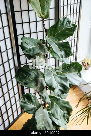 Plante naturelle de la maison le figue feuille de violon, Ficus lyrata croissant dans la maison salon. Banque D'Images