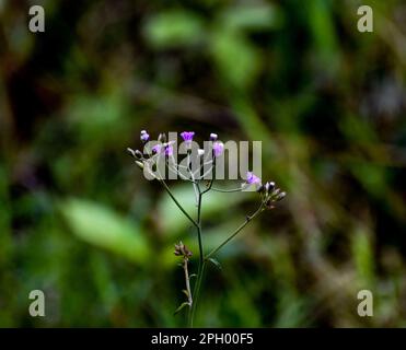 petites violez les fleurs avec des branches minces Banque D'Images