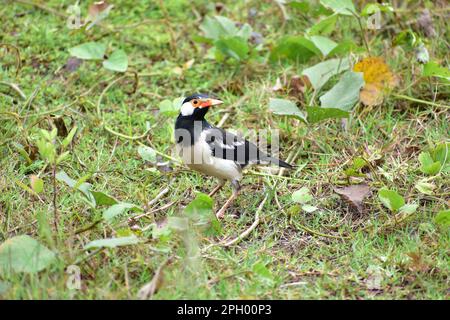 Le Myna à pied indien (Gratupica contra) est une espèce d'étoiles que l'on trouve dans le sous-continent indien. Banque D'Images