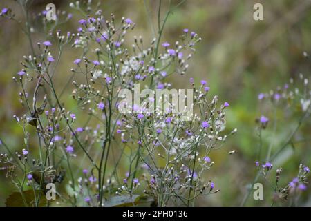 petites violez les fleurs avec des branches minces Banque D'Images