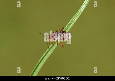 Gros plan du bogue Rhopalus subrufus. Famille des mugs végétaux sans centre (Rhopalidae). Sur une tige. Printemps, mars, pays-Bas. Banque D'Images