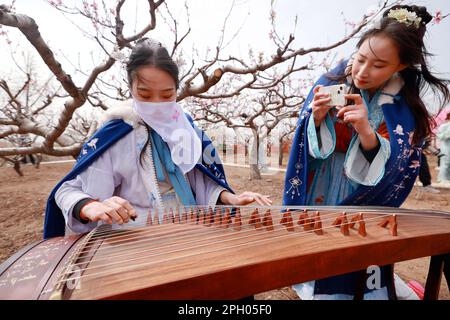 ZAOZHUANG, CHINE - 24 MARS 2023 - les amateurs de Hanfu jouent du piano sous les fleurs le jour d'ouverture du Peach Blossom Festival à Zaozhuang, Shandong Banque D'Images