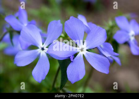 Vinca herbacea poussant sur la prairie verte de la forêt de printemps. Banque D'Images