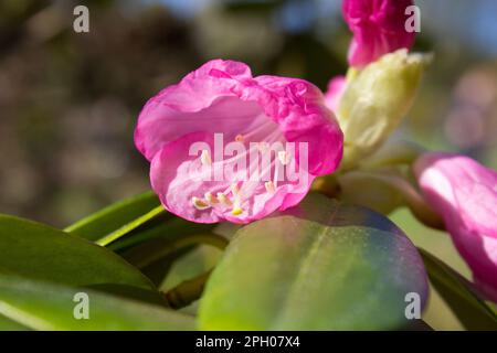 Fleur Rhododendron, Catawba Rhododendron cultivar, Rhododendron catawbiense Banque D'Images