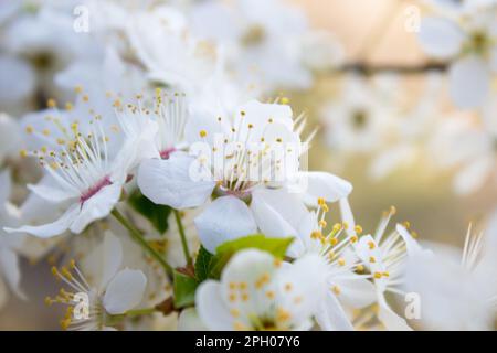 fleurs de cerisier blanc dans le jardin au printemps Banque D'Images