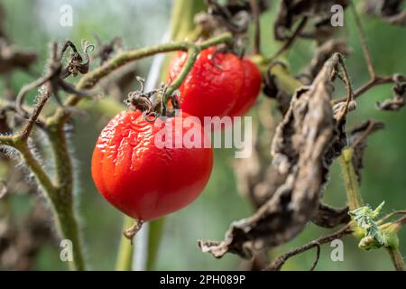 Les tomates moullées par temps chaud. Les fruits de tomate sont affectés par une maladie bactérienne. Tomates fléties des ravageurs. Récolte d'automne. Banque D'Images