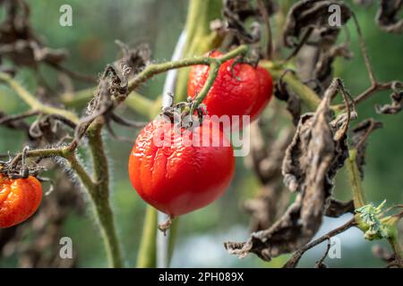 Les tomates moullées par temps chaud. Les fruits de tomate sont affectés par une maladie bactérienne. Tomates fléties des ravageurs. Récolte d'automne. Banque D'Images