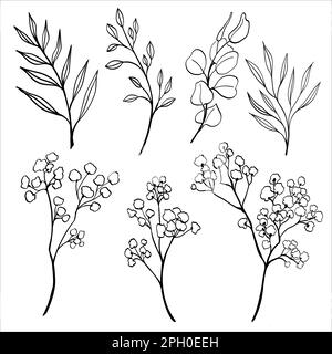 Ensemble vectoriel de différentes branches silhouettes dessinées à la main avec des feuilles et une branche de gypsophila sur fond blanc. Illustration vectorielle florale. Parfait pour Illustration de Vecteur