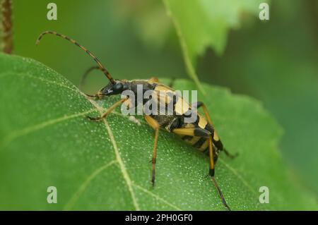 Gros plan sur un coléoptère de longhorn tacheté, Rutpela maculata assis sur une feuille verte dans le jardin Banque D'Images