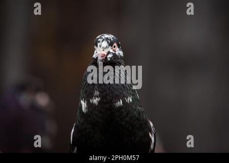 Waldviertler Kröpfer Taube (Waldviertel cropper pigeon), race de pigeon en danger de disparition dans la région de Waldviertel, Autriche Banque D'Images