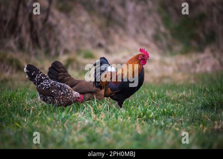 Groupe de poulets Stoapiperl. Le Stoapiperl/ Steinhendl est une race de poulets autrichienne en voie de disparition Banque D'Images