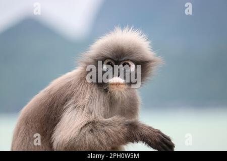 Gros plan sur un singe à feuilles dusky adulte mignon et déchiquable (Trachypithecus obscurus). Banque D'Images