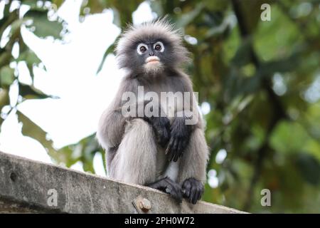 Gros plan sur un singe à feuilles dusky adulte mignon et déchiquable (Trachypithecus obscurus). Banque D'Images