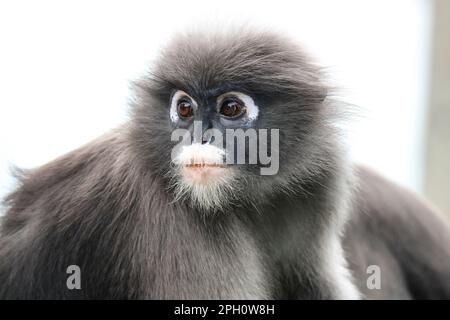 Gros plan sur un singe à feuilles dusky adulte mignon et déchiquable (Trachypithecus obscurus). Banque D'Images