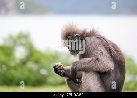 Shaggy mignon singe feuille dusky (Trachypithecus obscurus) a sorti le riz bouilli de la poubelle et le mange. Banque D'Images