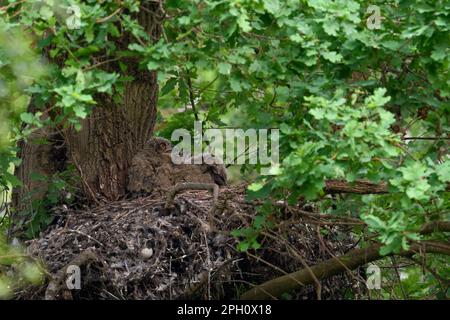 Compensation de température... La chouette de l'aigle européen ( Bubo bubo ), de jeunes oiseaux se panant dans leur nid sur une ancienne eyrie de gosshawk. Banque D'Images