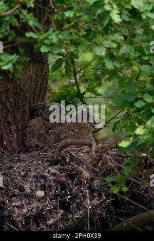 un regard attentif... La chouette de l'aigle européen ( Bubo bubo ), la progéniture de la chouette de l'aigle, les oisillons nichent dans leur nid sur l'eyrie de l'ancien faucon. Banque D'Images