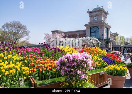 De magnifiques tulipes fleurissent à Everland Resort de Séoul, Corée du Sud Banque D'Images