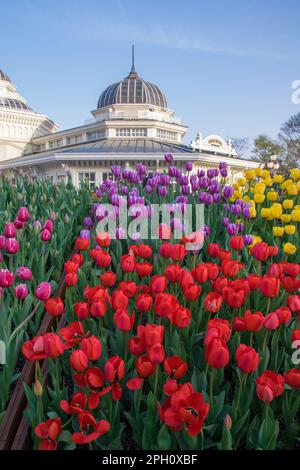 De magnifiques tulipes fleurissent à Everland Resort de Séoul, Corée du Sud Banque D'Images