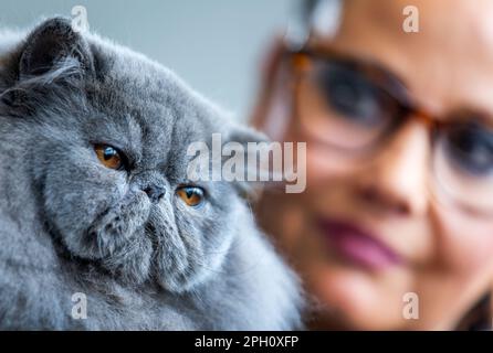 Rostock, Allemagne. 25th mars 2023. Le chat persan 'Perse Cattery de la Plage' est présenté aux visiteurs par l'éleveur Anita Zink-Uterhardt au salon 'Tier & Natur'. Lors de la foire aux consommateurs autour de compagnons à deux et quatre pattes, plus de 1 500 animaux sont présentés et les plus beaux chats, chiens ou cobayes sont attribués dans des spectacles et des compétitions. Credit: Jens Büttner/dpa/Alay Live News Banque D'Images