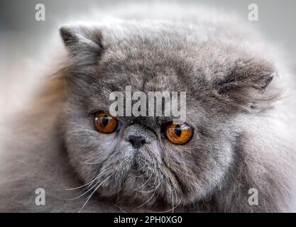 Rostock, Allemagne. 25th mars 2023. Le chat persan 'Perse Cattery de la Plage' de l'éleveur Anita Zink-Uterhardt sera exposé au salon 'Tier & Natur'. Lors de la foire aux consommateurs autour de compagnons à deux et quatre pattes, plus de 1 500 animaux sont présentés et les plus beaux chats, chiens ou cobayes sont attribués dans des spectacles et des compétitions. Credit: Jens Büttner/dpa/Alay Live News Banque D'Images